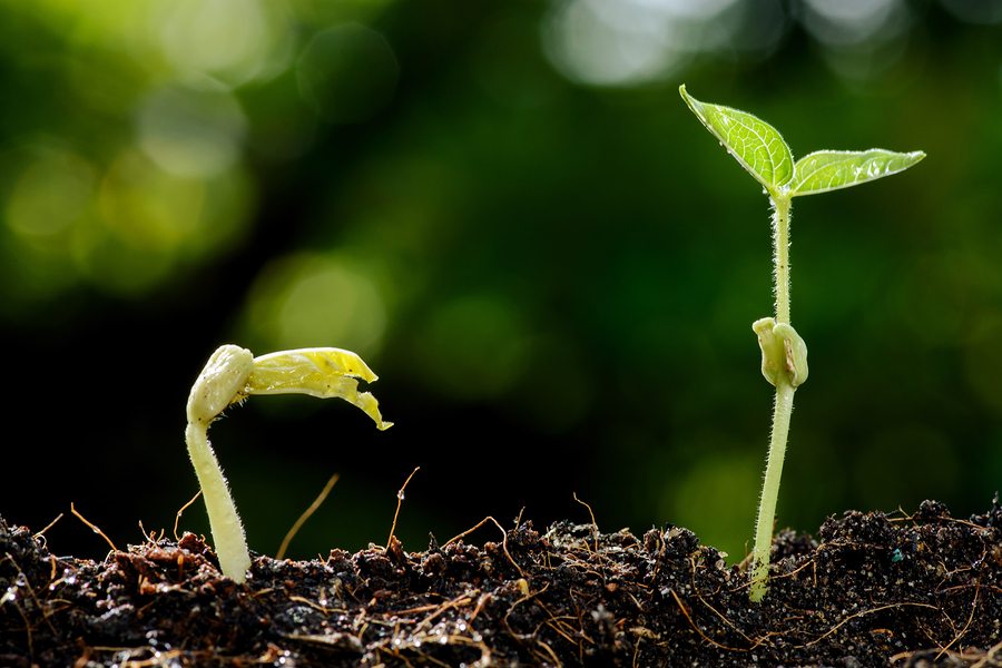 Two plant sprouts growing up out of soil.