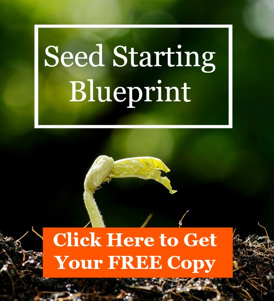 The Beginner's No-Fail Guide to Starting Seeds Indoors – Garden Betty