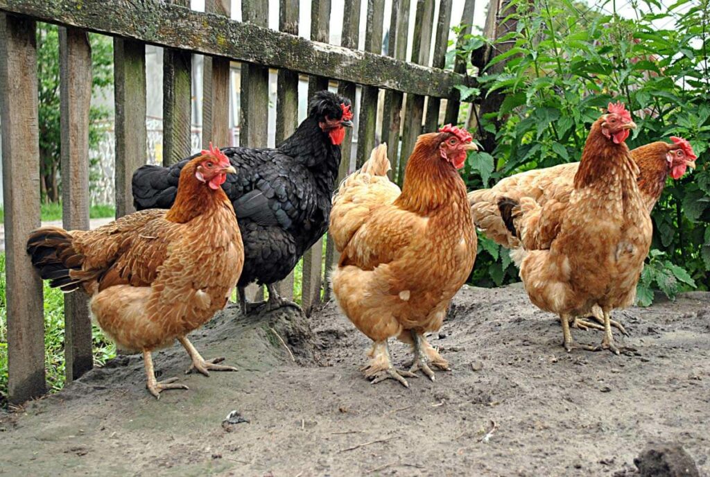 Multiple chickens by a fence.