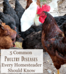 CommonPoultryDiseases