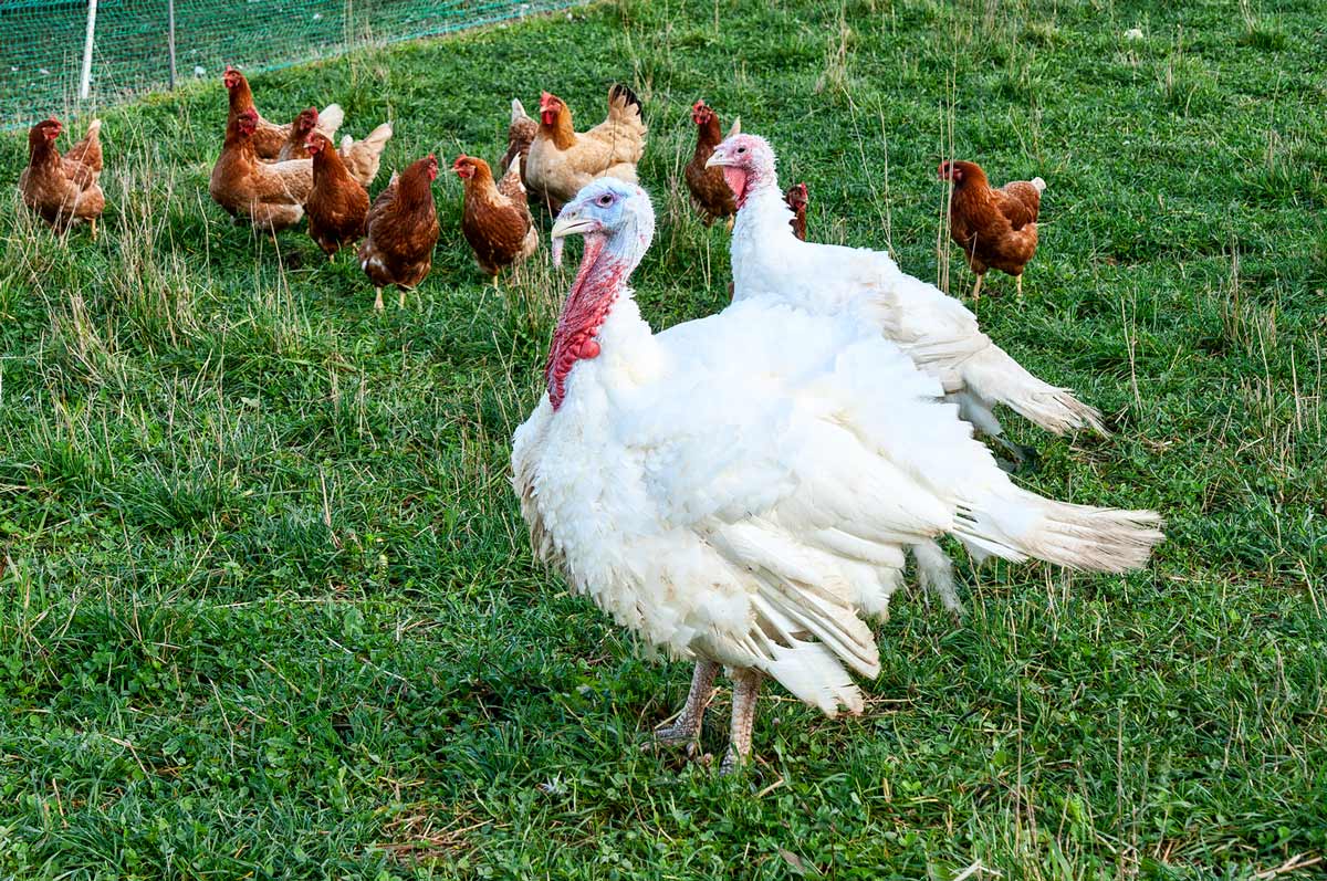 Five Common Poultry Diseases Recognize and Treat Melissa K. Norris