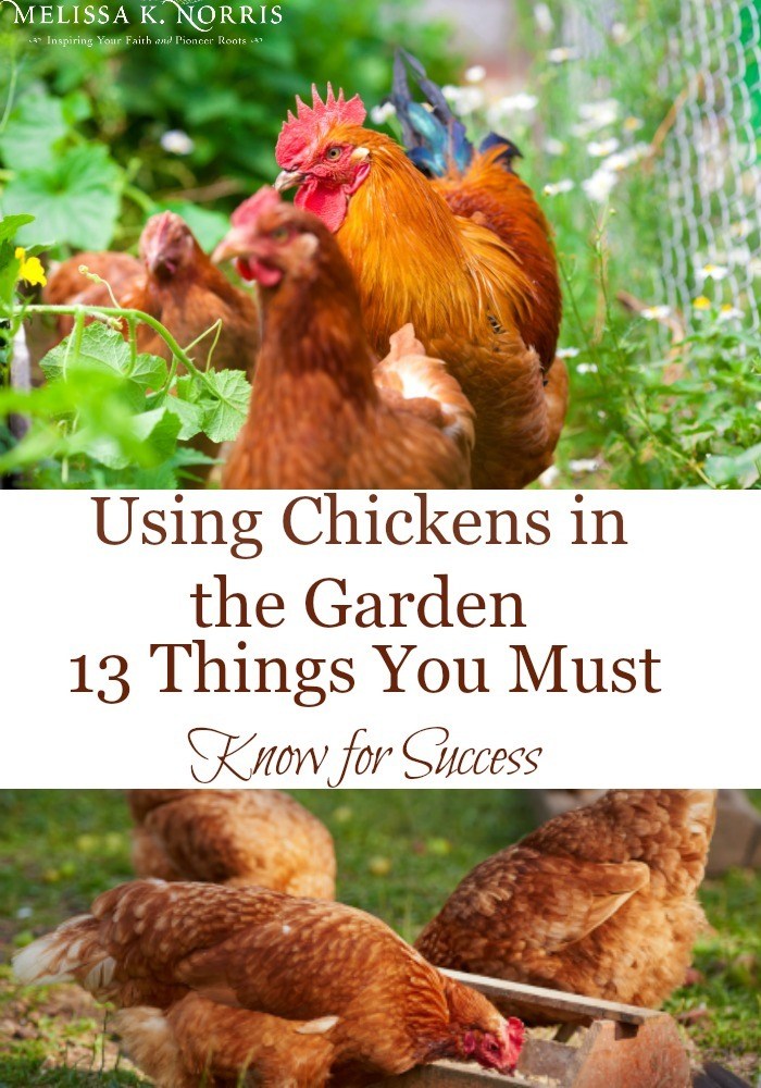 Using Chickens in the Garden