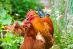 Red chicken on a green grass, in the nature.