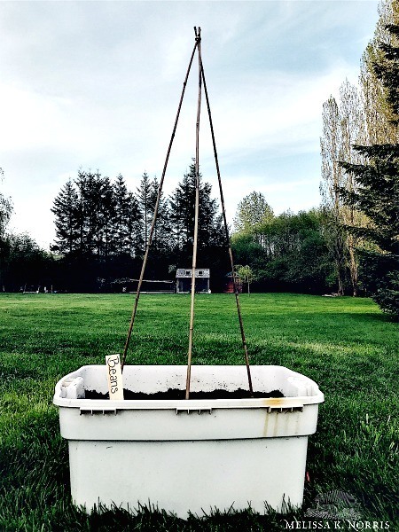 Using Vegetable Grow Bags in the Garden - Melissa K. Norris