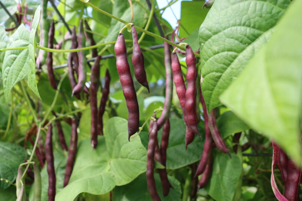 cherokee black pole beans on trellis