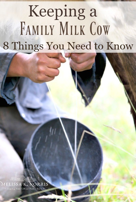 Keeping a Family Milk Cow-8 Things You Need to Know