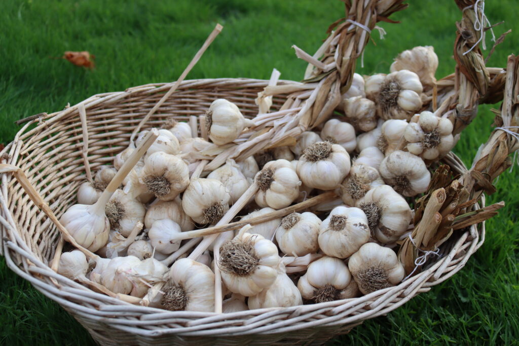 A basket of harvested dried garlic.