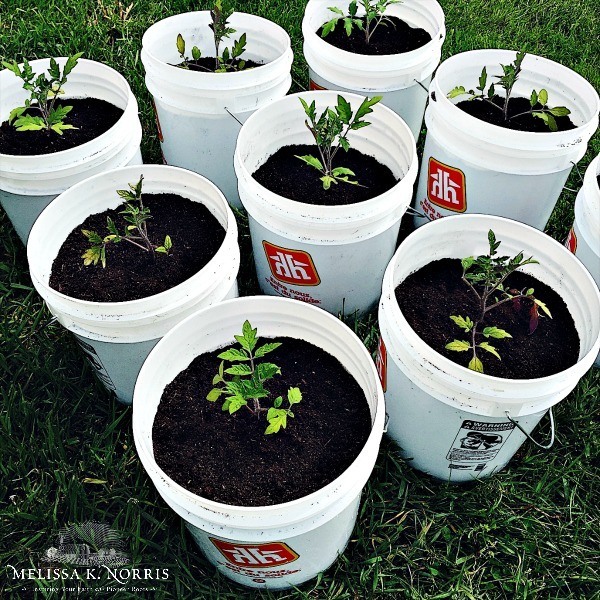 How to grow tomatoes in containers