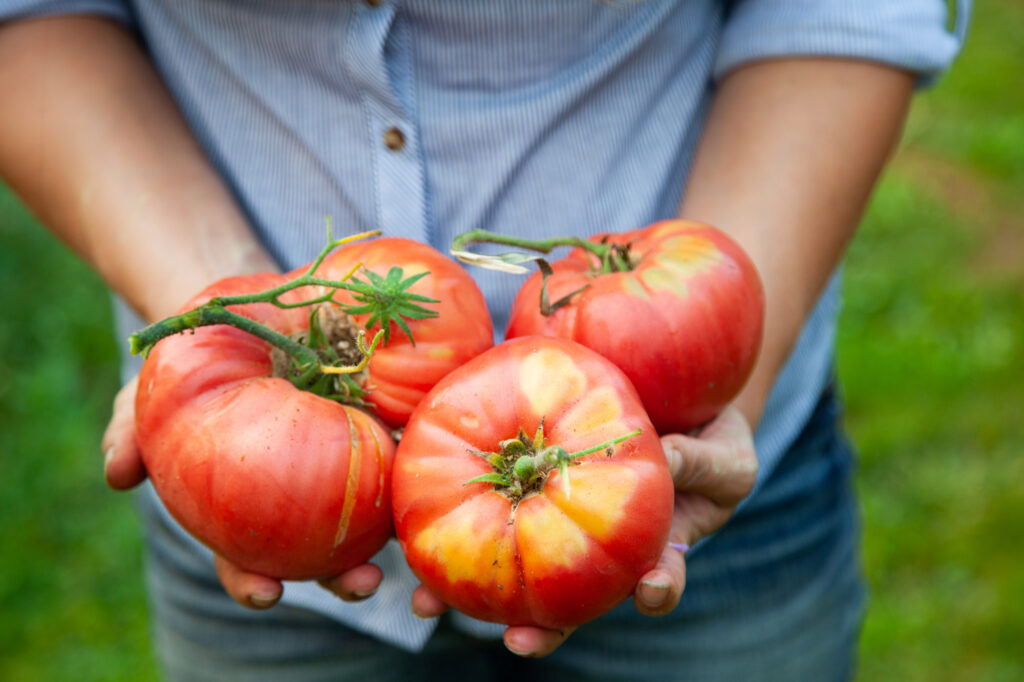 Three large tomatoes in woman's hands