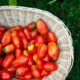homegrown ripe paste tomatoes in a wicker basket on the grass