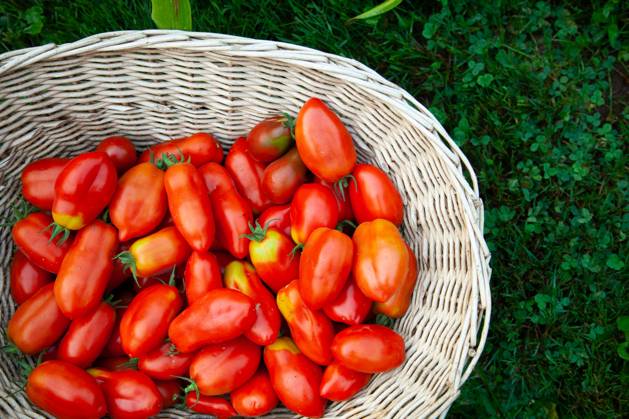 homegrown ripe paste tomatoes in a wicker basket on the grass