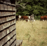 modern homesteading podcast 152