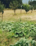 how to start homesteading