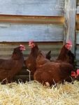 chickensincoop