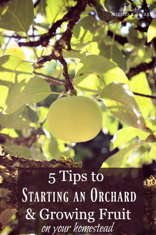 starting an orchard