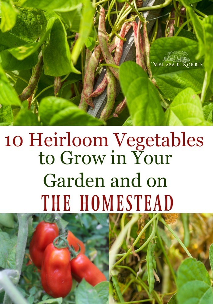 10 tasty heirloom seed varieties to include in your garden this