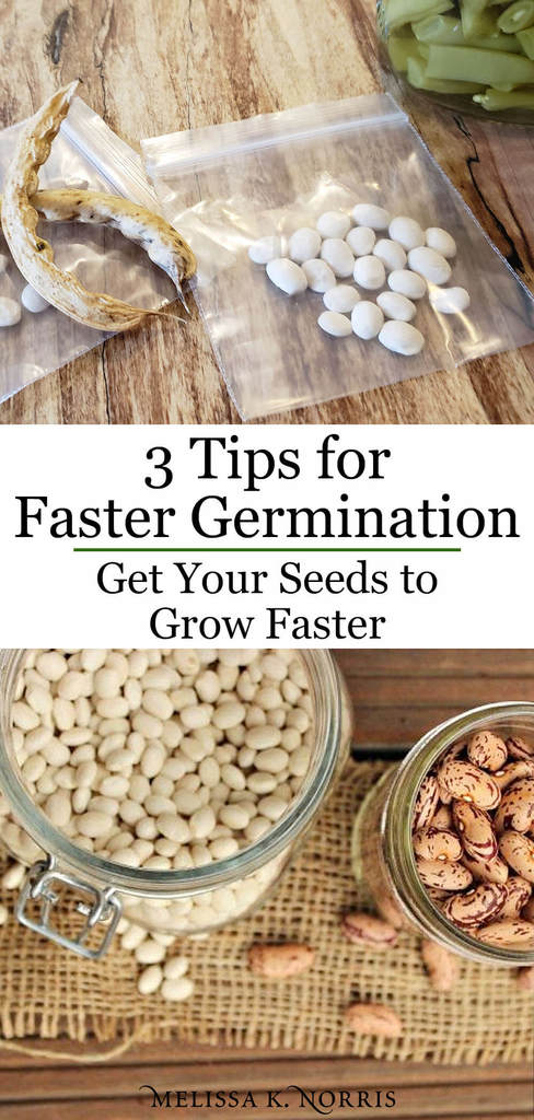 Best Way To Germinate Seeds - How To Germinate Seeds Faster - Melissa K ...