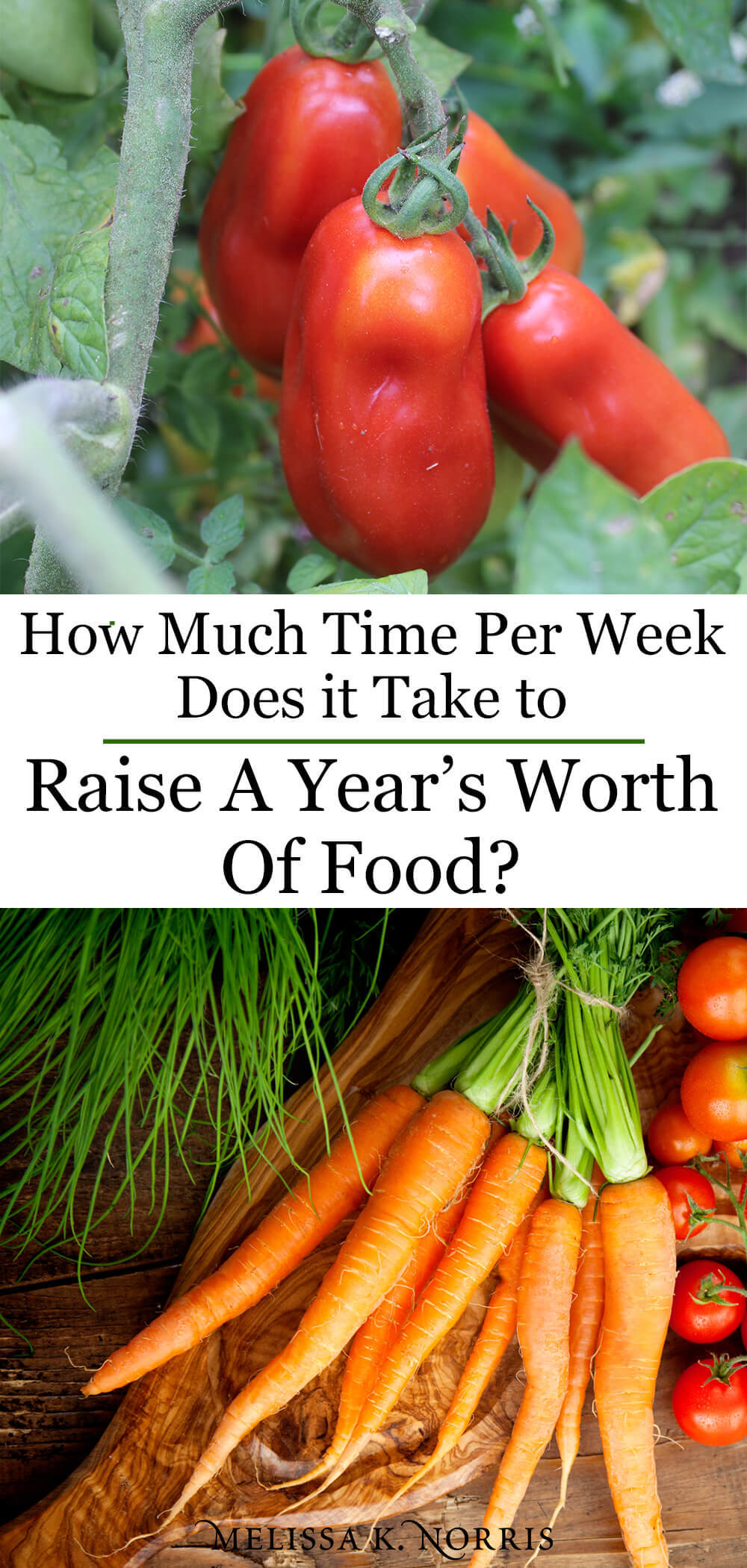 Raise a Year's Worth of Food Pioneering Today Podcast Vine ripened heirloom tomatoes fresh carrots on a modern homestead