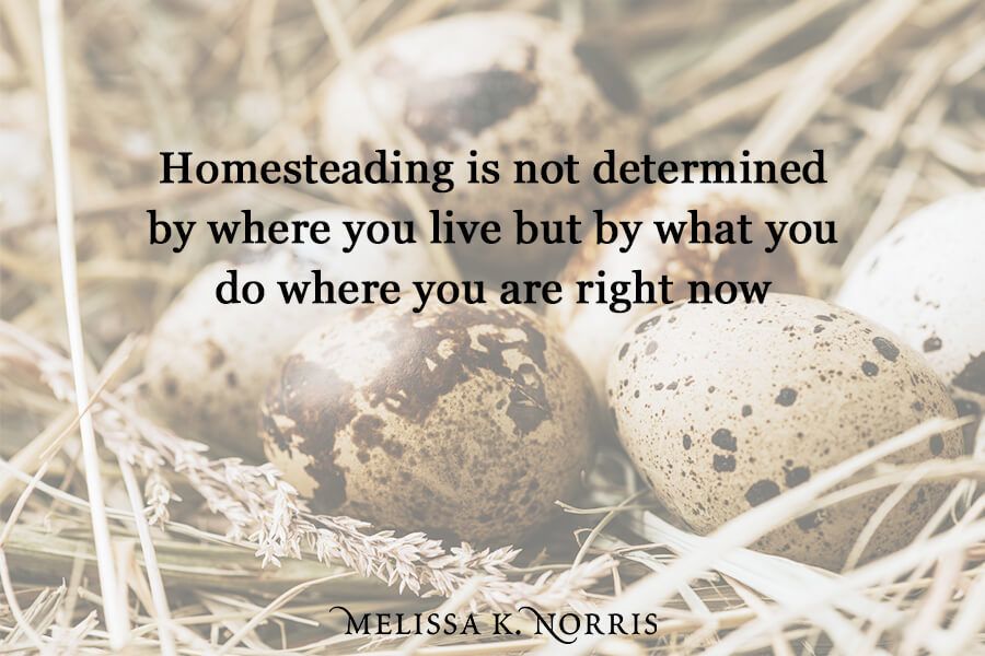 define homesteading quail eggs in nest