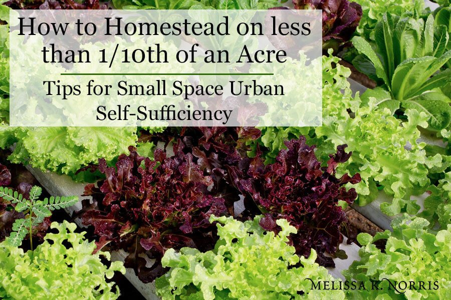 Urban homesteading lettuce growing in small spaces