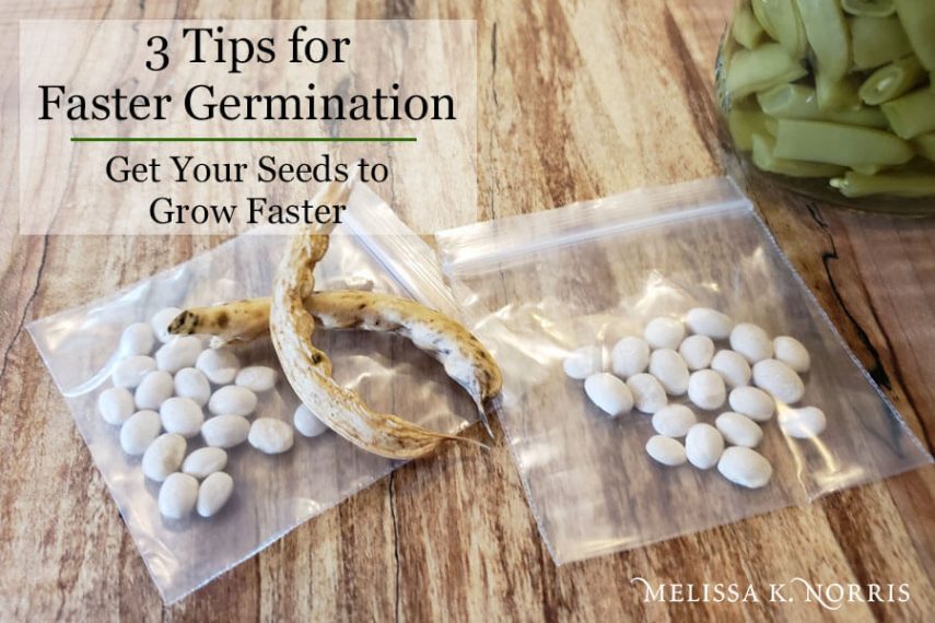 best light for germinating seeds