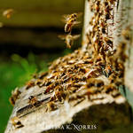 Beekeeping Melissa K Norris IG