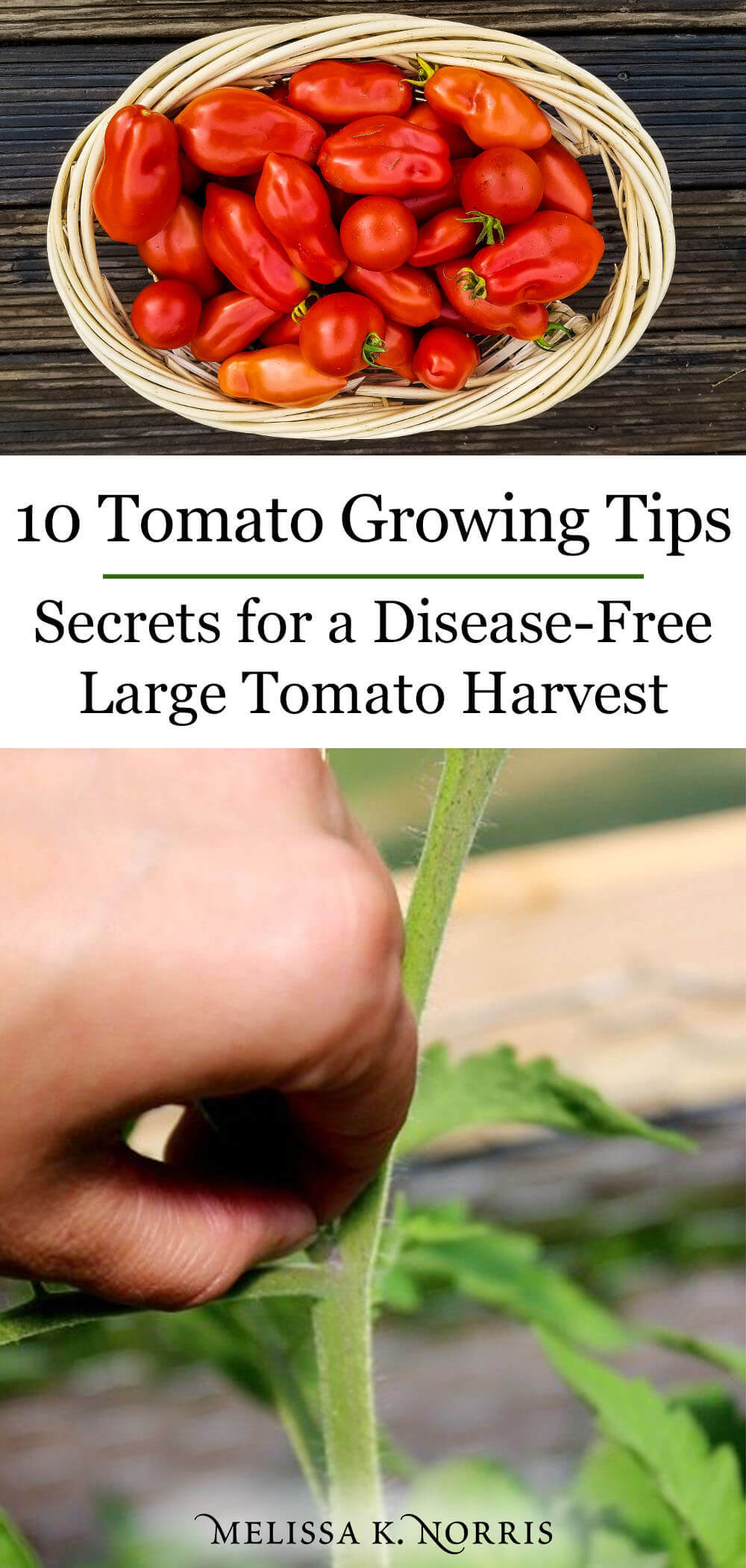 10 Tomato Growing Tips For A Disease Free Harvest Melissa K Norris   Tomato Growing Tips Melissa K Norris Tall Pin 