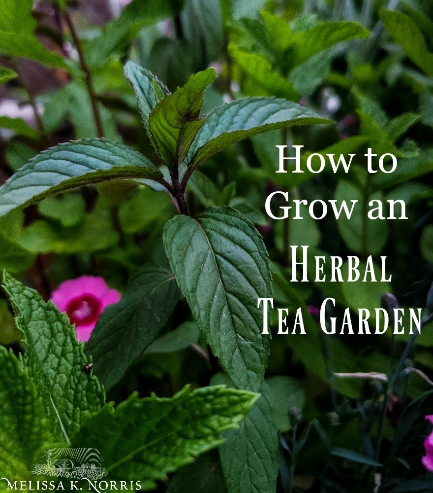 How to Grow An Herbal Tea Garden At Home + Favorite Herbal Tea Blend