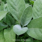 8 Medicinal Herbs & Their Uses for Growing an Herbal Tea Garden