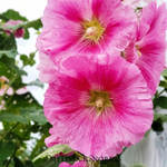 Tips for Planning Out an Old Fashioned Cottage Garden Melissa K Norris IG1