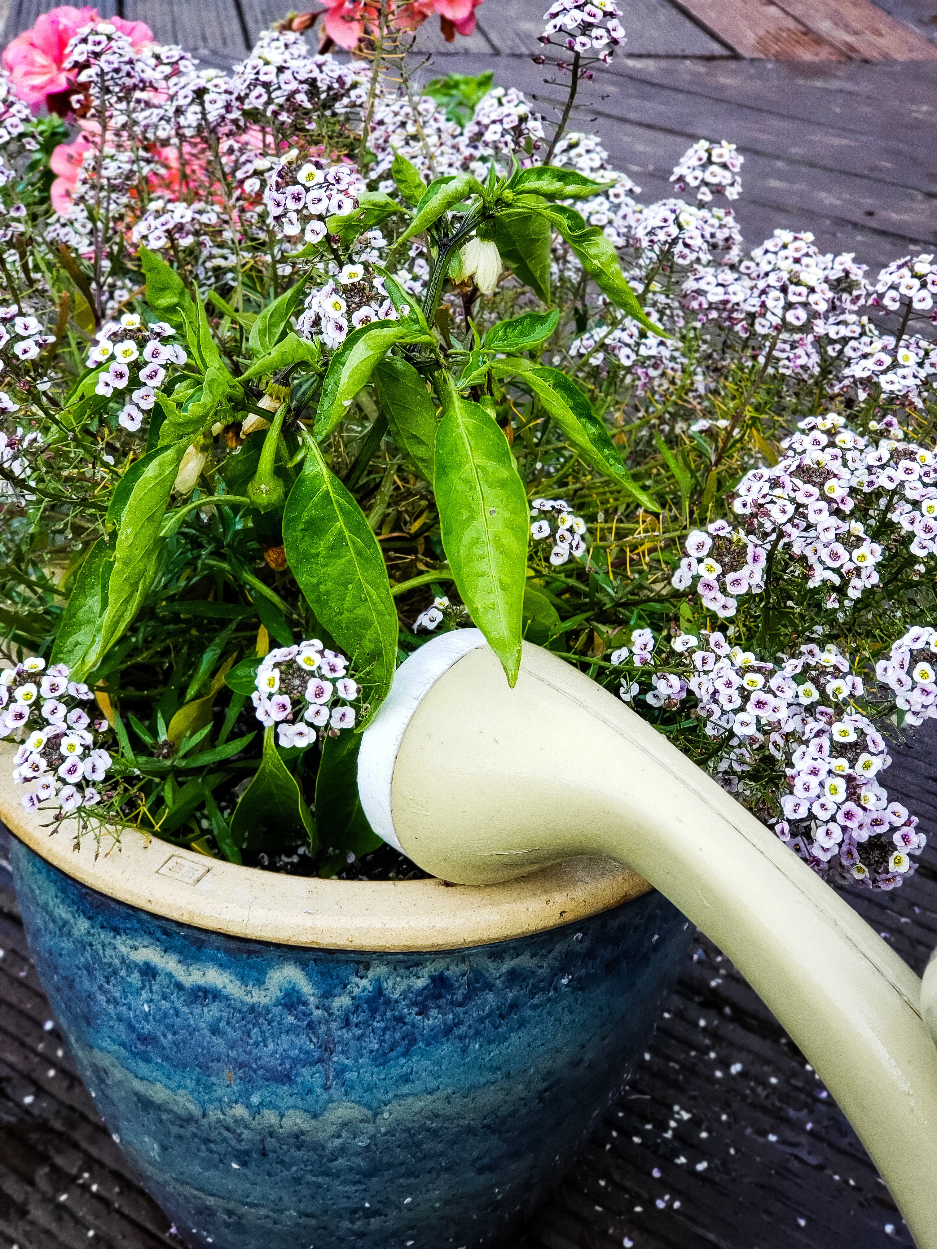 Best way to water vegetable garden to help eliminate disease and increase yield watering can for peppers in container