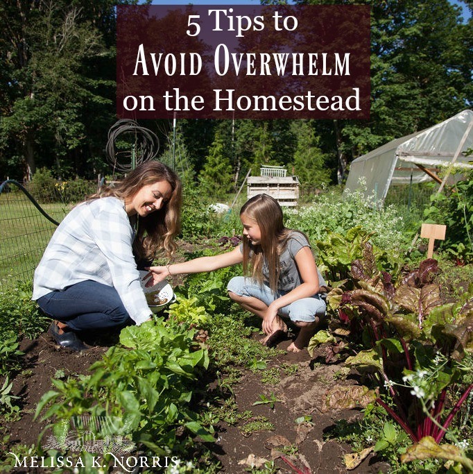 https://melissaknorris.com/wp-content/uploads/2019/08/5TipstoAvoidOverwhelmontheHomestead.jpg