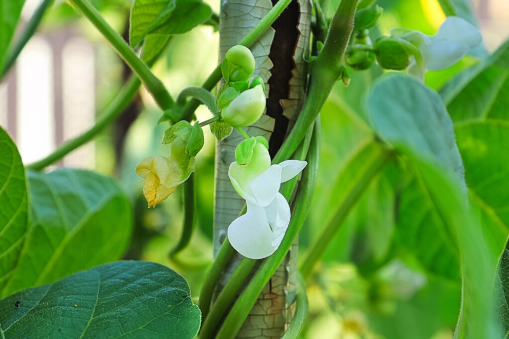 Green bean blossoms.