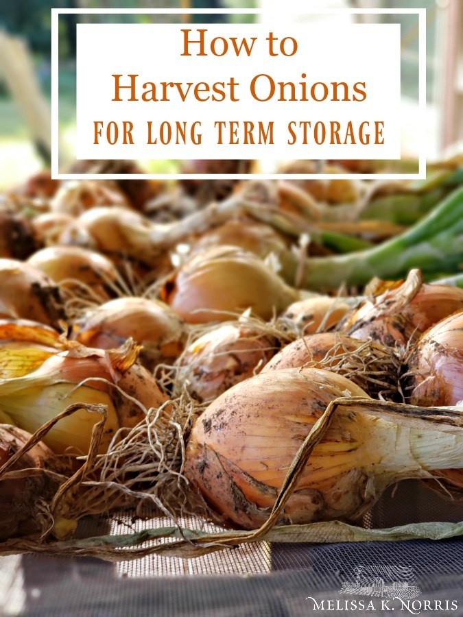 How to Store Onions So They Last Longer Than Your Most Recent Relationship