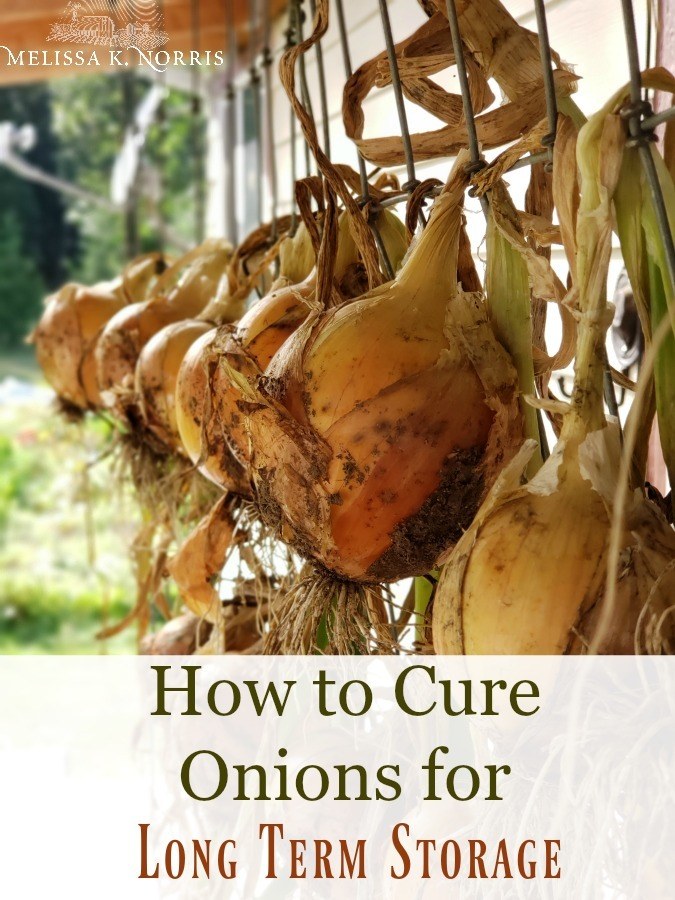 How to cure onions for long term storage