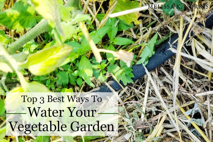 Best way to water vegetable garden to help eliminate disease and increase yield soaker hose at base of tomato plants