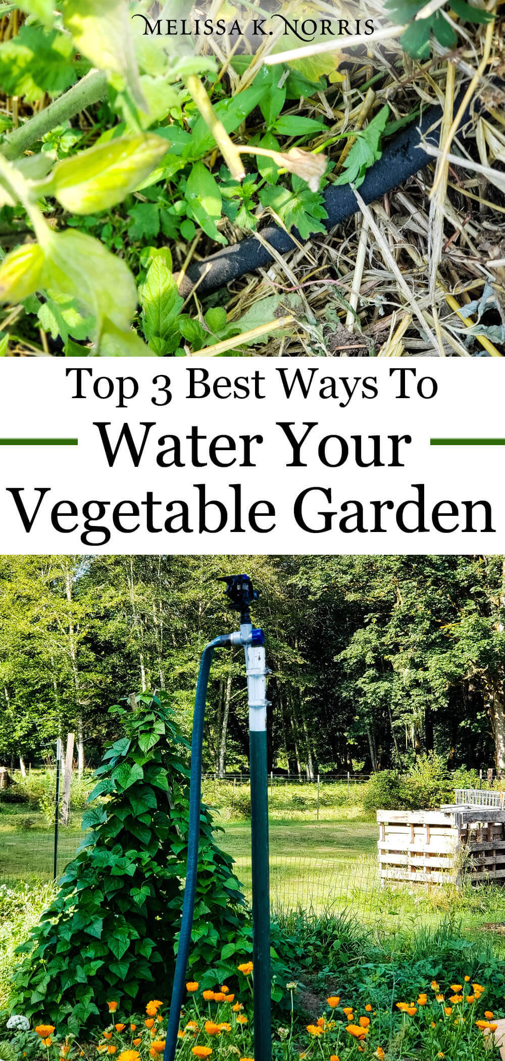 Best way to water vegetable garden to help eliminate disease and increase yield top 3 picks