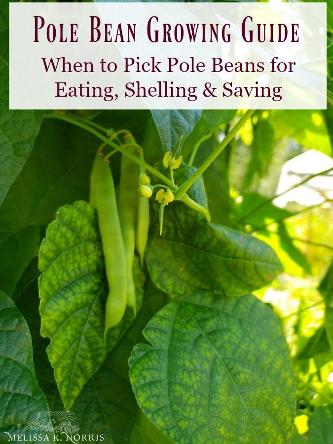 When to pick pole beans