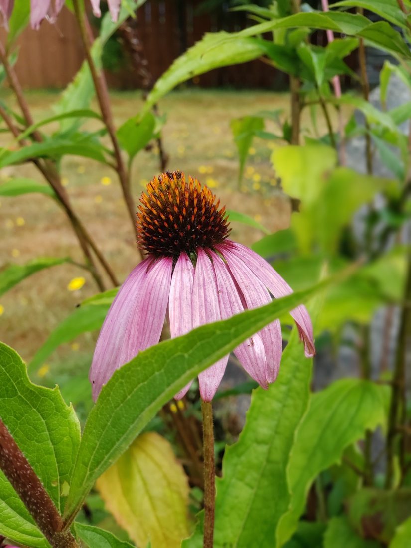 5 Tips to Harvest Herbal Flowers for Medicinal Purposes LaptrinhX / News