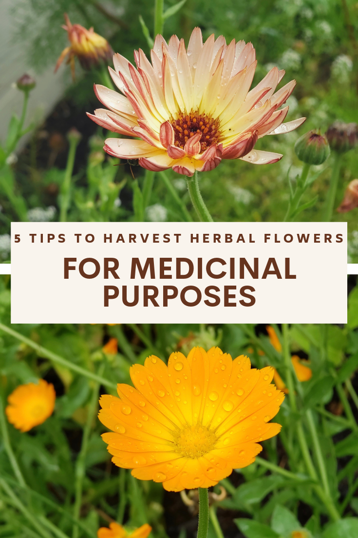 5 Tips to Harvest Herbal Flowers for Medicinal Purposes