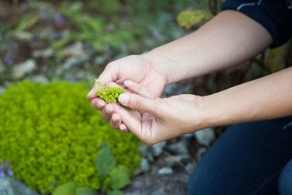 how to make thyme tea for colds