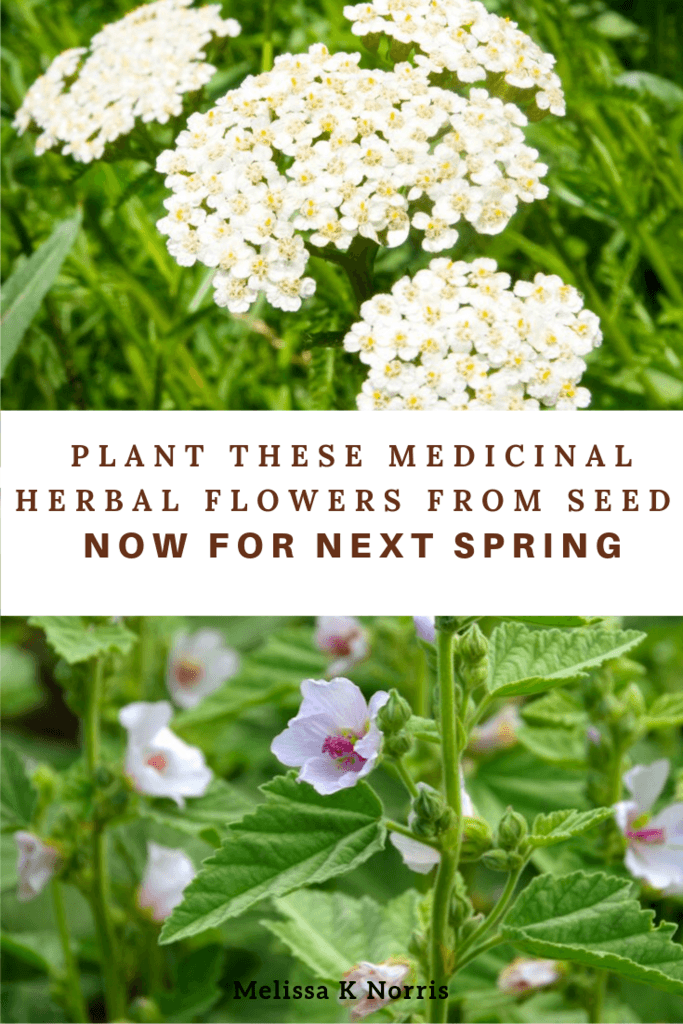 Plant These Medicinal Herbal Flowers from Seed Now for Next Spring