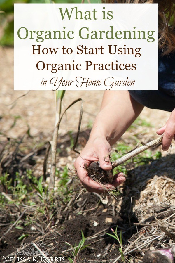 Using Vegetable Grow Bags in the Garden - Melissa K. Norris