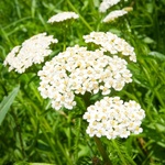image of beautiful flowers in the garden close-up