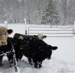 how to prepare for winter on the homestead