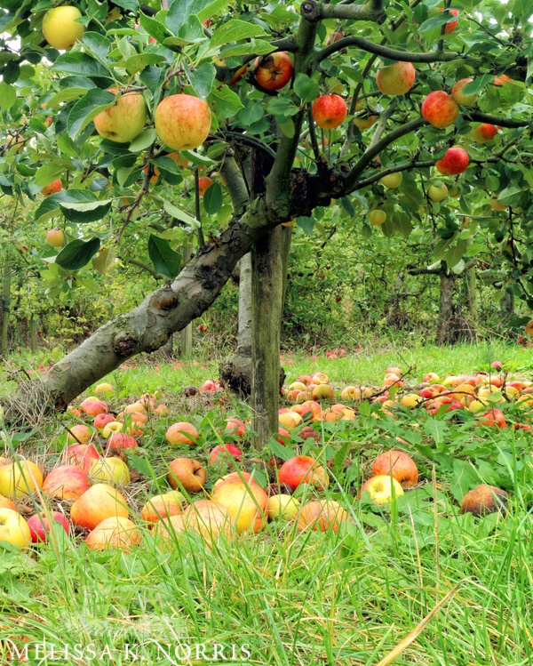 apple trees in fall