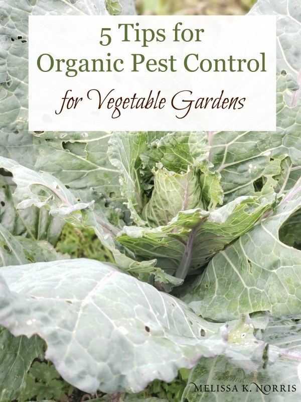 5 Tips for Organic Pest Control for Vegetable Gardens cabbage in garden