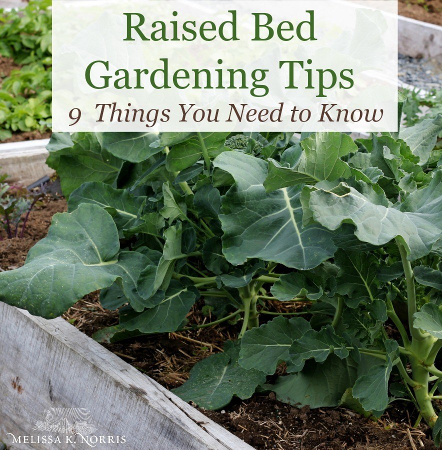 Raised Garden Beds vs. In-Ground Beds: Pros & Cons ~ Homestead and