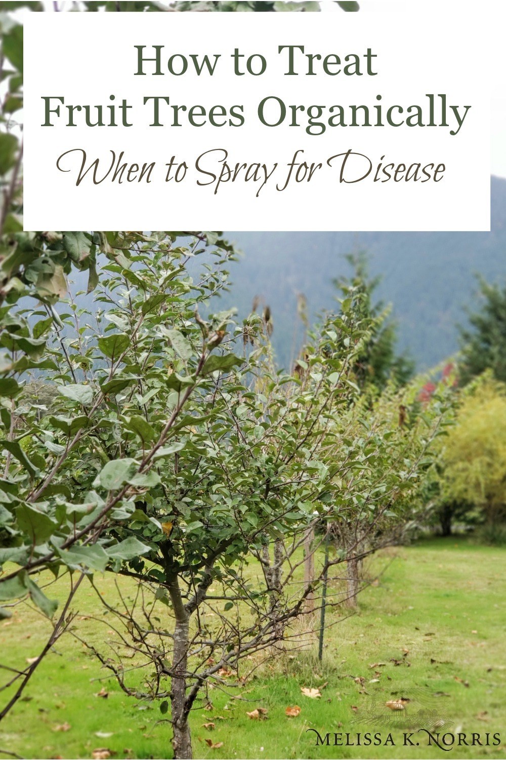 Learn how to treat fruit trees organically and when to spray for disease and pests. Plus, what you can spray on your fruit trees naturally to help with diseases and insects in a home orchard setting. 