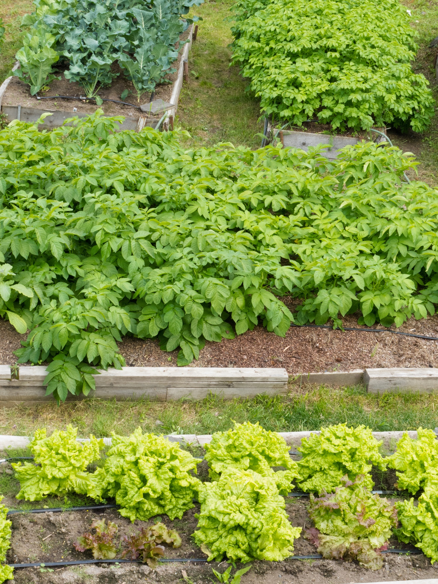 Raised Bed Gardening Tips - 9 Things You Need to Know